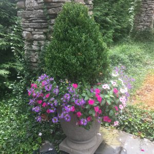 Evergreen Packages for Planters/Container Gardens