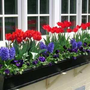 Packages for Window Boxes