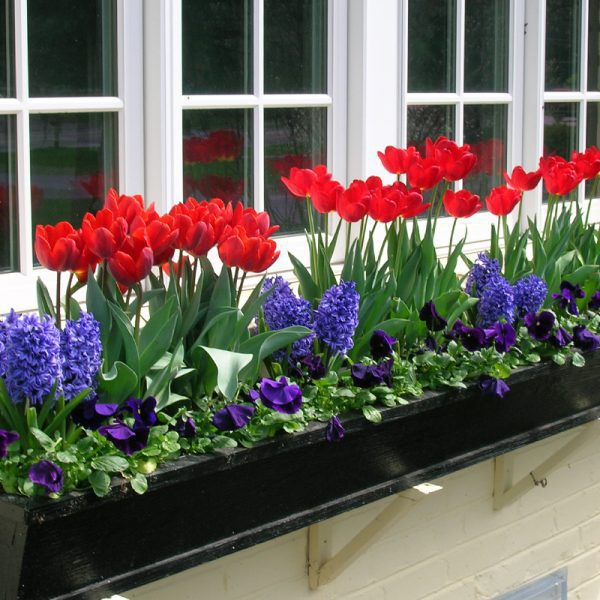 Packages for Window Boxes